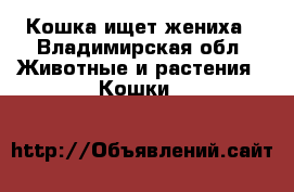 Кошка ищет жениха - Владимирская обл. Животные и растения » Кошки   